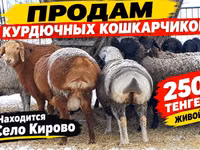 Bulle, Weißkopfige Ukrainische — Foto 3