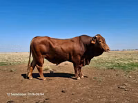 सांड, बिफमास्टर — फ़ोटो 5