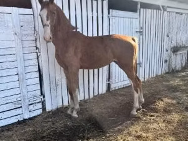Yegua, Dutch warmblood horse
