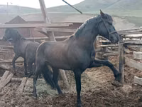 公马, Altai horse — 照片 4