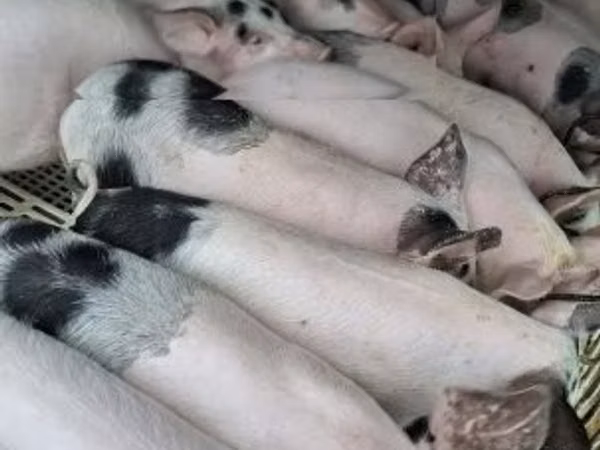 Pigs (batch, sex not specified), Pigs