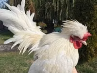 Chickens — फ़ोटो 4