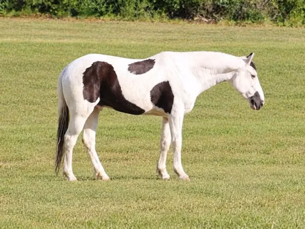 公马, American paint horse