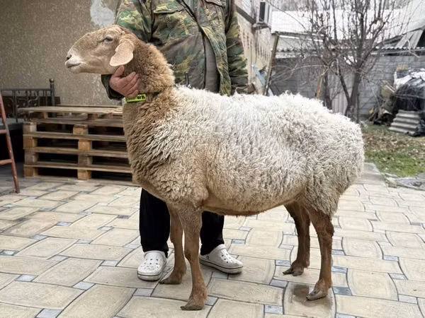 母羊, Awassi sheep