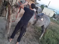 公马, Thoroughbred horse — 照片 3