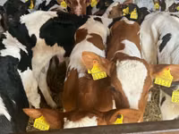 Rinder (Partie, Geschlecht nicht angegeben), Simmental cattle — Foto 2