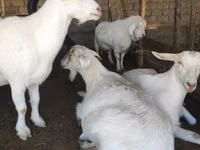عنزة, Saanen goat — الصورة 3