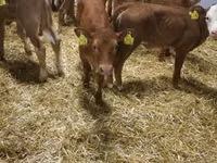 Bovins (lot, sexe non indiqué), Simmental cattle — photo 5