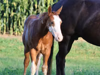 Horse (M), Alter Real — photo 4