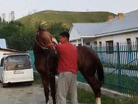 公马, Karabair horse — 照片 8