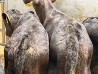 Cattle (batch, sex not specified), Simmental cattle — photo 6