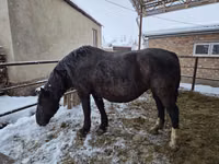 母马, Horses — 照片 5