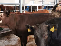 Cattle (batch, sex not specified), Simmental cattle — photo 6