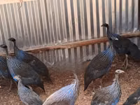 Guinea fowl — photo 2