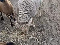 Carnero, Merino sheep — foto 2