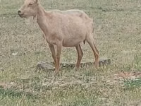 Ziegenbock, Alpine goat — Foto 1