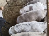 Bélier, Moutons — photo 1