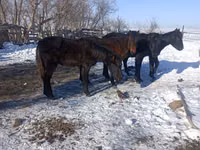 公马, Yakutian horse — 照片 2
