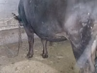 Vache, Race Alatauskaya — photo 2