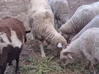 Brebis, Merino sheep — photo 3