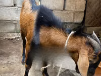 Chèvres (lot, sexe non indiqué), Red Sokoto goat — photo 3
