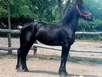 Yegua, Friesian — foto 4