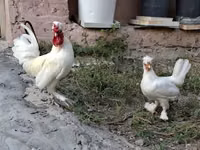 Chickens — photo 5