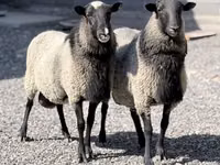 Schaf, Romanov sheep — Foto 1