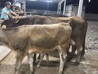母牛, Ukrainian Brown Dairy Cattle — 照片 3