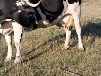 Vaca, Raza Holstein — foto 2
