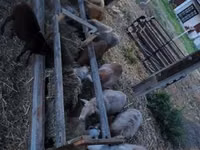 Widder, Cameroon sheep — Foto 2