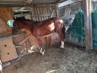 母马, Horses — 照片 1