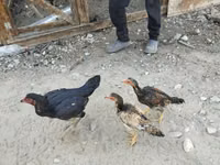 Chickens — Foto 2