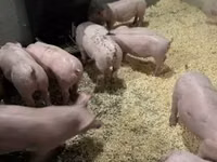 सूअर (लॉट, लिंग निर्दिष्ट नहीं) — फ़ोटो 4