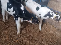Bulle, Russian Black pied cattle — Foto 6