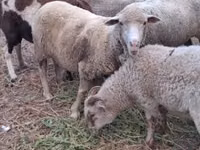 Brebis, Merino sheep — photo 2