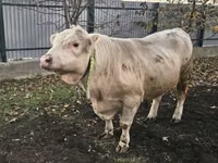 Bulle, Charolais cattle — Foto 2