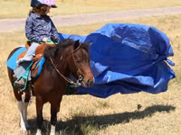 حصان, Pinto horses — الصورة 6