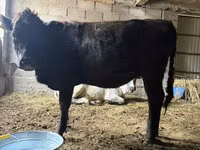 Kuh, Swiss cattle — Foto 3