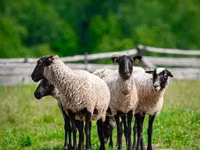 Carnero, Romanov sheep — foto 2