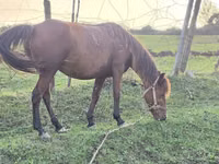 Stute, Azerbaijan horse — Foto 3