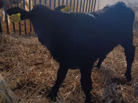 Kuh, Limousin-Kuh — Foto 1