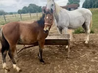 Caballo, Lipizzaner — foto 1