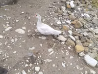 Ducks — Foto 2