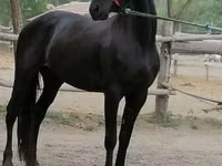 Yegua, Friesian — foto 1