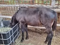 Cheval, Chevaux — photo 8