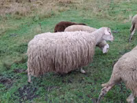 Brebis, Assaf sheep — photo 3