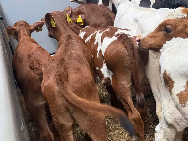 أبقار (دفعة، الجنس غير محدد), Simmental cattle