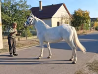Jument, Chevaux — photo 4