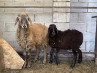 公羊, Small-tailed Han sheep — 照片 2